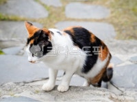 고양이, 길고양이, 고냥이, 냥이, 길냥이, 사진,이미지,일러스트,캘리그라피 - 카페이미지작가 크라우드픽 - 저작권 걱정 없는 상업용 이미지