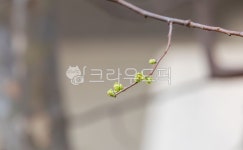 모과나무, 초록색, 새싹, 새순, 봄, 사진,이미지,일러스트,캘리그라피 - two K작가 크라우드픽 - 저작권 걱정 없는 상업용 이미지