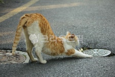 고양이, 동물, 길고양이, 노란고양이, 야생고양이, 사진,이미지,일러스트,캘리그라피 - suesue작가 크라우드픽 - 저작권 걱정 없는 상업용 이미지