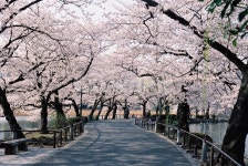 공원, 벚꽃, 벚꽃길, 우에노, 일본, 사진,이미지,일러스트,캘리그라피 - 푸른사막작가 크라우드픽 - 저작권 걱정 없는 상업용 이미지