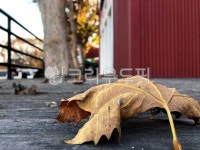 leaf, 잎, plant, 식물, tree, 사진,이미지,일러스트,캘리그라피 - 사공오팬트리작가 크라우드픽 - 저작권 걱정 없는 상업용 이미지