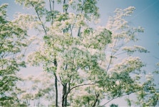 plant, 식물, tree, 나무, 이팝나무, 사진,이미지,일러스트,캘리그라피 - 지구도시락작가 크라우드픽 - 저작권 걱정 없는 상업용 이미지