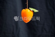 감, 홍시, 단감, 자연, 농촌, 사진,이미지,일러스트,캘리그라피 - 태광 최작가 크라우드픽 - 저작권 걱정 없는 상업용 이미지
