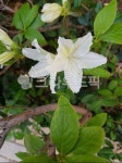 plant, 식물, flower, 꽃, blossom, 사진,이미지,일러스트,캘리그라피 - SKS57작가 크라우드픽 - 저작권 걱정 없는 상업용 이미지