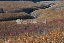 소래습지생태공원, 갯골, 생태공원, 뻘, 갈대, 사진,이미지,일러스트,캘리그라피 - Deep bLUE작가 크라우드픽 - 저작권 걱정 없는 상업용 이미지