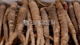 더덕, 산더덕, 한식, 식물, 음식, 사진,이미지,일러스트,캘리그라피 - jahon7작가 크라우드픽 - 저작권 걱정 없는 상업용 이미지