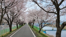 플라워, 벚꽃, 분홍, 봄, 이쁜길, 사진,이미지,일러스트,캘리그라피 - ssog1245작가 크라우드픽 - 저작권 걱정 없는 상업용 이미지