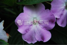 꽃, 보라, 예쁜, 확대, 근접, 사진,이미지,일러스트,캘리그라피 - raji83작가 크라우드픽 - 저작권 걱정 없는 상업용 이미지