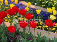 flower, 튤립, 꽃, tulip, 식물, 사진,이미지,일러스트,캘리그라피 - Cream97작가 크라우드픽 - 저작권 걱정 없는 상업용 이미지