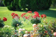 순천만국가정원1호, 테마공원, 자연생태공원, 자연, 옥외, 사진,이미지,일러스트,캘리그라피 - pandora4077작가 크라우드픽 - 저작권 걱정... 