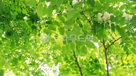 leaf, 잎, 식물, tree, 나무, 사진,이미지,일러스트,캘리그라피 - knoll78작가 크라우드픽 - 저작권 걱정 없는 상업용 이미지