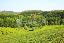 녹차밭, 농장, 대한다원, 자연풍경, 아름다움, 사진,이미지,일러스트,캘리그라피 - pandora4077작가 크라우드픽 - 저작권 걱정 없는 상업용... 