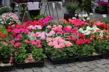 꽃, flower, market, 벨기에, 브뤼셀, 사진,이미지,일러스트,캘리그라피 - aliciajyc작가 크라우드픽 - 저작권 걱정 없는 상업용 이미지