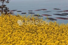 농촌, nature, 자연, 청산도, 유채꽃, 사진,이미지,일러스트,캘리그라피 - 사진 가성비작가 크라우드픽 - 저작권 걱정 없는 상업용 이미지