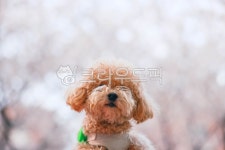 flower, 꽃, 강아지, puppy, 반려견, 사진,이미지,일러스트,캘리그라피 - hongbumui작가 크라우드픽 - 저작권 걱정 없는 상업용 이미지
