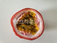 passionfruits, 패션프룻, 열대과일, 과일단면, 백향, 사진,이미지,일러스트,캘리그라피 - forest314작가 크라우드픽 - 저작권 걱정 없는... 