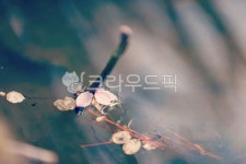 leaf, 잎, bud, 싹, flower, 사진,이미지,일러스트,캘리그라피 - sequin79작가 크라우드픽 - 저작권 걱정 없는 상업용 이미지