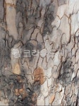 tree, 나무, treetrunk, 나무줄기, texture, 사진,이미지,일러스트,캘리그라피 - 하얀쪽배작가 크라우드픽 - 저작권 걱정 없는 상업용 이미지