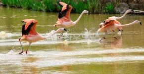 홍학, 조류, 학, 동물, 새, 사진,이미지,일러스트,캘리그라피 - 서은작가 크라우드픽 - 저작권 걱정 없는 상업용 이미지