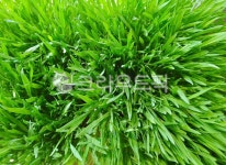 새싹보리, 보리싹, 새순, 건강식품, 식용, 사진,이미지,일러스트,캘리그라피 - space작가 크라우드픽 - 저작권 걱정 없는 상업용 이미지