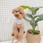 동물, 애완동물, 개, 푸들, 반려견, 사진,이미지,일러스트,캘리그라피 - babyjung0414작가 크라우드픽 - 저작권 걱정 없는 상업용 이미지