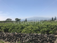 제주도, 자연, 무보정, 들판, 돌담, 사진,이미지,일러스트,캘리그라피 - jade작가 크라우드픽 - 저작권 걱정 없는 상업용 이미지