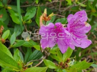 황매산골유흥주점 | 산철쭉, 황매산철쭉, 개꽃, flower, blossom, 사진,이미지,일러스트,캘리그라피 - freeimito작가 크라우드픽 - 저작권 걱정 없는 상업용...