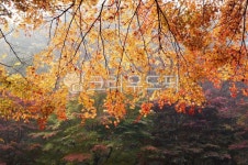 단풍, plant, 식물, 가을, maple, 사진,이미지,일러스트,캘리그라피 - 봄이좋아작가 크라우드픽 - 저작권 걱정 없는 상업용 이미지