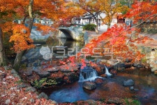 maple, 단풍, 선운산단풍, 도솔천단풍, 선운산가을, 사진,이미지,일러스트,캘리그라피 - 디지털픽처작가 크라우드픽 - 저작권 걱정 없는 상업용... 