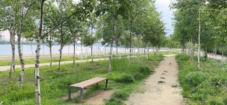 자작나무, 공원, 의자, 숲길, 쉼터, 사진,이미지,일러스트,캘리그라피 - 늘보늘보작가 크라우드픽 - 저작권 걱정 없는 상업용 이미지