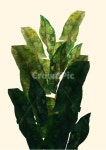 leaf, 잎, plant, 식물, art, 사진,이미지,일러스트,캘리그라피 - simaro86작가 크라우드픽 - 저작권 걱정 없는 상업용 이미지