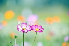 코스모스, 자연, 환경, 풍경, 아름다움, 사진,이미지,일러스트,캘리그라피 - 착호갑사작가 크라우드픽 - 저작권 걱정 없는 상업용 이미지