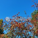tree, 나무, 열매, 빨강, 하늘, 사진,이미지,일러스트,캘리그라피 - 말차스콘작가 크라우드픽 - 저작권 걱정 없는 상업용 이미지