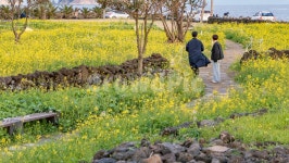 법환포구, 제주도, 서귀포, 제주, 유채꽃, 사진,이미지,일러스트,캘리그라피 - 인추라기작가 크라우드픽 - 저작권 걱정 없는 상업용 이미지