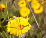 꽃, 노란꽃, 들꽃, 클로즈업, 접사, 사진,이미지,일러스트,캘리그라피 - leowhite작가 크라우드픽 - 저작권 걱정 없는 상업용 이미지