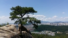 구름, 소나무, 관악산, 삼성산, 하늘, 사진,이미지,일러스트,캘리그라피 - 한종작가 크라우드픽 - 저작권 걱정 없는 상업용 이미지