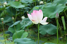 연꽃, 꽃, 연잎, 식물, 연근, 사진,이미지,일러스트,캘리그라피 - 함께사는세상작가 크라우드픽 - 저작권 걱정 없는 상업용 이미지