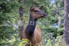 elk, 엘크, moose, 사슴, wapiti, 사진,이미지,일러스트,캘리그라피 - jack작가 크라우드픽 - 저작권 걱정 없는 상업용 이미지