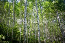 자작나무, 숲, 강원도, 자연, 인제군, 사진,이미지,일러스트,캘리그라피 - 꿈꾸는아빠작가 크라우드픽 - 저작권 걱정 없는 상업용 이미지