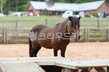 농장, 상하농장, 말, 동물, 조랑말, 사진,이미지,일러스트,캘리그라피 - 투채작가 크라우드픽 - 저작권 걱정 없는 상업용 이미지