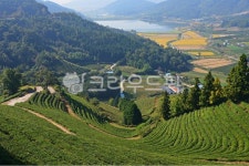 field, 들, farm, 농장, rural, 사진,이미지,일러스트,캘리그라피 - 영산공작가 크라우드픽 - 저작권 걱정 없는 상업용 이미지