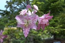 나래꽃, 꽃, flower, 식물, plant, 사진,이미지,일러스트,캘리그라피 - Nzumhei486작가 크라우드픽 - 저작권 걱정 없는 상업용 이미지