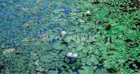 plant, 식물, 연꽃, lotus, 늪, 사진,이미지,일러스트,캘리그라피 - Npuyo12345작가 크라우드픽 - 저작권 걱정 없는 상업용 이미지