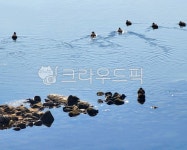 물, water, 강, 오리, 청둥오리, 사진,이미지,일러스트,캘리그라피 - 햇살또햇살작가 크라우드픽 - 저작권 걱정 없는 상업용 이미지