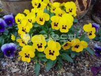 pansy, plant, 팬지, 식물, flower, 사진,이미지,일러스트,캘리그라피 - Ntoony1004작가 크라우드픽 - 저작권 걱정 없는 상업용 이미지