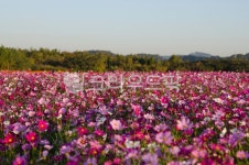 들판, flower, 농장, 경관, red, 사진,이미지,일러스트,캘리그라피 - 순풍작가 크라우드픽 - 저작권 걱정 없는 상업용 이미지