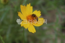 벌, 꿀벌, honeybee, bee, 곤충, 사진,이미지,일러스트,캘리그라피 - 블링블링작가 크라우드픽 - 저작권 걱정 없는 상업용 이미지