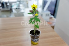 plant, 식물, leaf, 잎, 꽃, 사진,이미지,일러스트,캘리그라피 - Nbrbrbr84작가 크라우드픽 - 저작권 걱정 없는 상업용 이미지