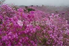 비슬산, 진달래, 참꽃, 천왕봉, 대견봉, 사진,이미지,일러스트,캘리그라피 - 김창래작가 크라우드픽 - 저작권 걱정 없는 상업용 이미지