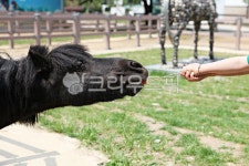팜랜드, 말, 목장, 동물, 말목장, 사진,이미지,일러스트,캘리그라피 - 함께사는세상작가 크라우드픽 - 저작권 걱정 없는 상업용 이미지